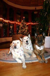 Kate's Dogs at Christmas